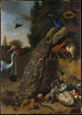 Pfauen - Melchior d'Hondecoeter — Ansicht des Kunstwerks