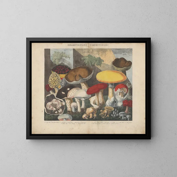Atlas der verdächtigen und giftigen essbaren Pilze Gemälde Pl01 - Michel Étienne Descourtilz — gerahmtes Bild an der Wand
