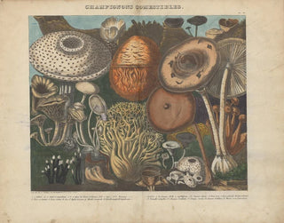 Atlas der verdächtigen und giftigen essbaren Pilz-Gemälde Pl02 - Michel Étienne Descourtilz — Ansicht des Kunstwerks