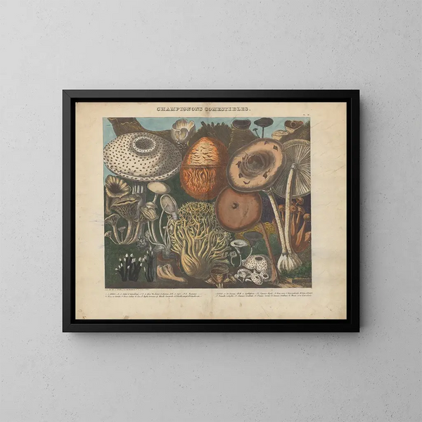 Atlas der verdächtigen und giftigen essbaren Pilz-Gemälde Pl02 - Michel Étienne Descourtilz — gerahmtes Bild an der Wand