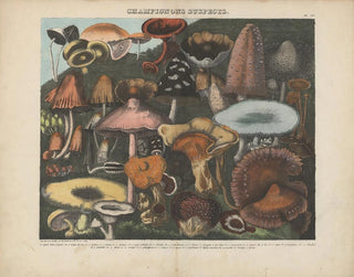 Michel Etienne Descourtilz - Atlas  Des champignons comestibles suspects et vnneux Pl04.webp