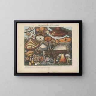 Michel Etienne Descourtilz - Atlas  Des champignons comestibles suspects et vnneux Pl10.webp