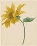 Zweig mit einer Sonnenblume - Michiel van Huysum — Ansicht des Kunstwerks