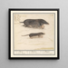 Mol Talpa europaea und Maulwurf Soricidae 1a Mol 2a aerde Muijs - Anselmus Botius de Boodt — gerahmtes Bild an der Wand