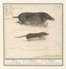Mol Talpa europaea und Maulwurf Soricidae 1a Mol 2a aerde Muijs - Anselmus Botius de Boodt — Ansicht des Kunstwerks