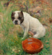 Mein Hund - Karl Georg Arsenius — Ansicht des Kunstwerks
