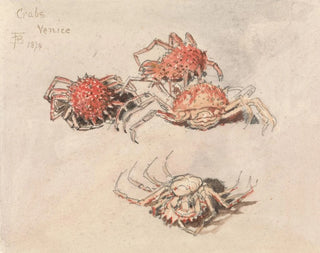 Studien von Krabben und Spinnen in Venedig - Myles Birket Foster — Ansicht des Kunstwerks
