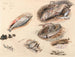 Studie von Fischen in Venedig - Myles Birket Foster — Ansicht des Kunstwerks