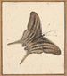 Ein Schmetterling - Nicolaas Struyk — Ansicht des Kunstwerks