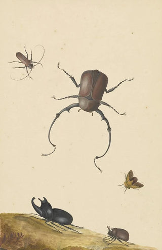 Nicolaas Struyk - Four Beetles and a Flying Stink Bug.webp