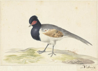 Nicolaas Struyk - Vogel met grijze staartveren zwarte kop met rode vlek naar links.webp