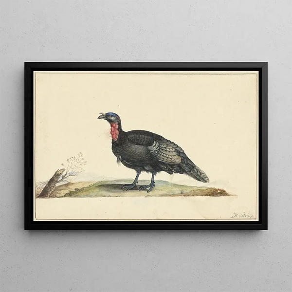 Nicolaas Struyk - Vogel met zwarte veren en een rode krop staande naar links.webp