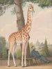 Studie der Giraffe, die Charles X vom Vizekönig von Ägypten geschenkt wurde - Nicolas Huet der Jüngere — Ansicht des Kunstwerks