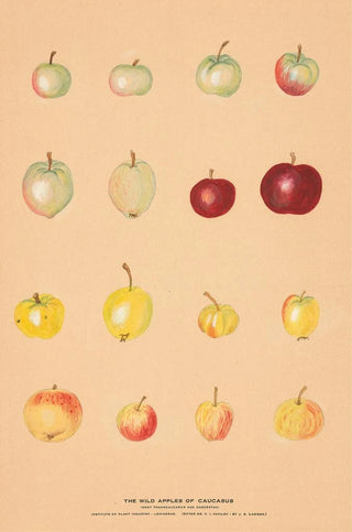 Nikolai Ivanovich Vavilov - The Wild Apples of Caucasus.webp