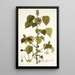 Acalypha alopecuroidea - Nikolaus Joseph Freiherr von Jacquin — gerahmtes Bild an der Wand