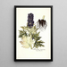 Aconitum tauricum - Nikolaus Joseph Freiherr von Jacquin — gerahmtes Bild an der Wand