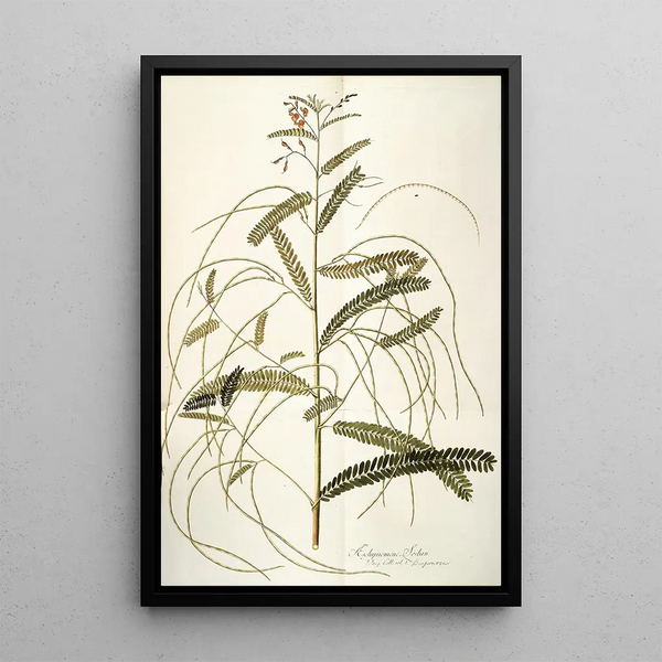 Nikolaus Joseph Freiherr von Jacquin - Aeschynomene bispinosa.webp