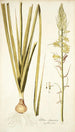 Albuca abyssinica - Nikolaus Joseph Freiherr von Jacquin — Ansicht des Kunstwerks