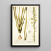 Albuca abyssinica - Nikolaus Joseph Freiherr von Jacquin — gerahmtes Bild an der Wand