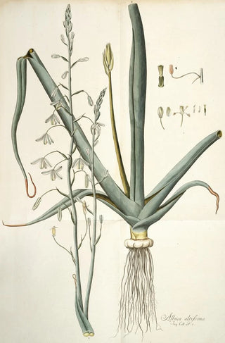 Nikolaus Joseph Freiherr von Jacquin - Albuca altissima.webp