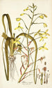 Albuca major - Nikolaus Joseph Freiherr von Jacquin — Ansicht des Kunstwerks