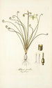 Albuca spiralis - Nikolaus Joseph Freiherr von Jacquin — Ansicht des Kunstwerks