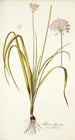 Allium illyricum - Nikolaus Joseph Freiherr von Jacquin — Ansicht des Kunstwerks