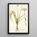 Allium illyricum - Nikolaus Joseph Freiherr von Jacquin — gerahmtes Bild an der Wand
