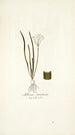 Allium striatum - Nikolaus Joseph Freiherr von Jacquin — Ansicht des Kunstwerks