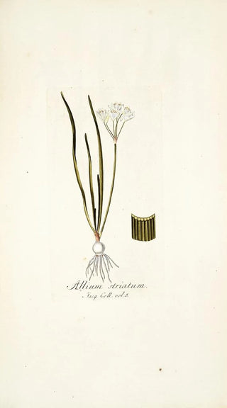 Nikolaus Joseph Freiherr von Jacquin - Allium striatum.webp
