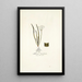 Allium striatum - Nikolaus Joseph Freiherr von Jacquin — gerahmtes Bild an der Wand