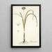 Allium suaveolens - Nikolaus Joseph Freiherr von Jacquin — gerahmtes Bild an der Wand