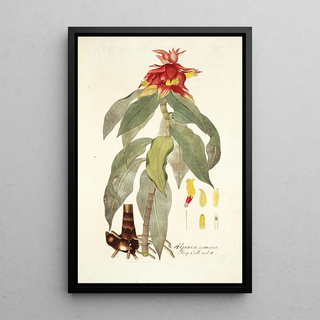 Nikolaus Joseph Freiherr von Jacquin - Alpinia comosa.webp