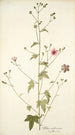 Althaea narbonensis - Nikolaus Joseph Freiherr von Jacquin — Ansicht des Kunstwerks