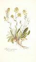 Alyssum gemonense - Nikolaus Joseph Freiherr von Jacquin — Ansicht des Kunstwerks