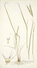 Andropogon distachyos - Nikolaus Joseph Freiherr von Jacquin — Ansicht des Kunstwerks