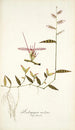 Andropogon undatus - Nikolaus Joseph Freiherr von Jacquin — Ansicht des Kunstwerks