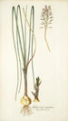 Anthericum exuviatum - Nikolaus Joseph Freiherr von Jacquin — Ansicht des Kunstwerks