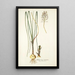 Anthericum exuviatum - Nikolaus Joseph Freiherr von Jacquin — gerahmtes Bild an der Wand