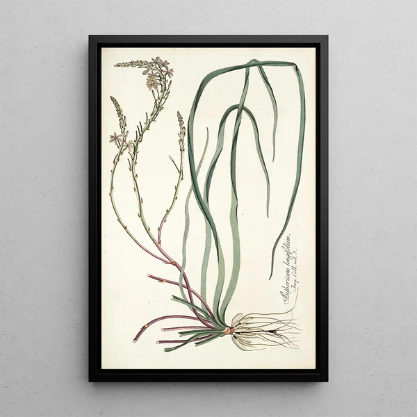 Nikolaus Joseph Freiherr von Jacquin - Anthericum longifolium.webp