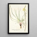 Anthericum longiscapum - Nikolaus Joseph Freiherr von Jacquin — gerahmtes Bild an der Wand