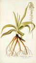 Anthericum nutans - Nikolaus Joseph Freiherr von Jacquin — Ansicht des Kunstwerks