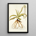 Anthericum nutans - Nikolaus Joseph Freiherr von Jacquin — gerahmtes Bild an der Wand