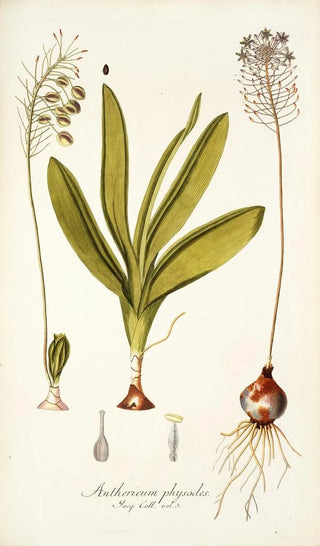 Nikolaus Joseph Freiherr von Jacquin - Anthericum physodes.webp