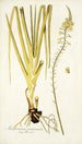 Anthericum praemorsum - Nikolaus Joseph Freiherr von Jacquin — Ansicht des Kunstwerks
