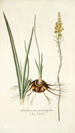 Anthericum pugioniforme - Nikolaus Joseph Freiherr von Jacquin — Ansicht des Kunstwerks