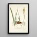 Anthericum pugioniforme - Nikolaus Joseph Freiherr von Jacquin — gerahmtes Bild an der Wand