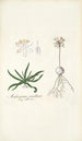 Anthericum pusillum - Nikolaus Joseph Freiherr von Jacquin — Ansicht des Kunstwerks