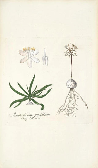 Nikolaus Joseph Freiherr von Jacquin - Anthericum pusillum.webp