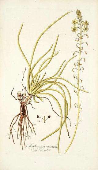 Nikolaus Joseph Freiherr von Jacquin - Anthericum rostratum.webp